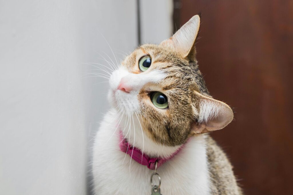 Close-up of a cute cat with pink collar, tilting its head indoors.